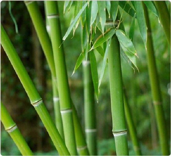 Trang trí cây xanh trong nhà và những điều cần lưu ý