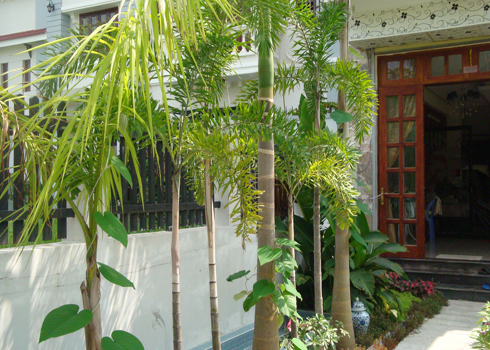 Phong thủy về hình thể cây và sự ảnh hưởng của nó tới ngôi nhà